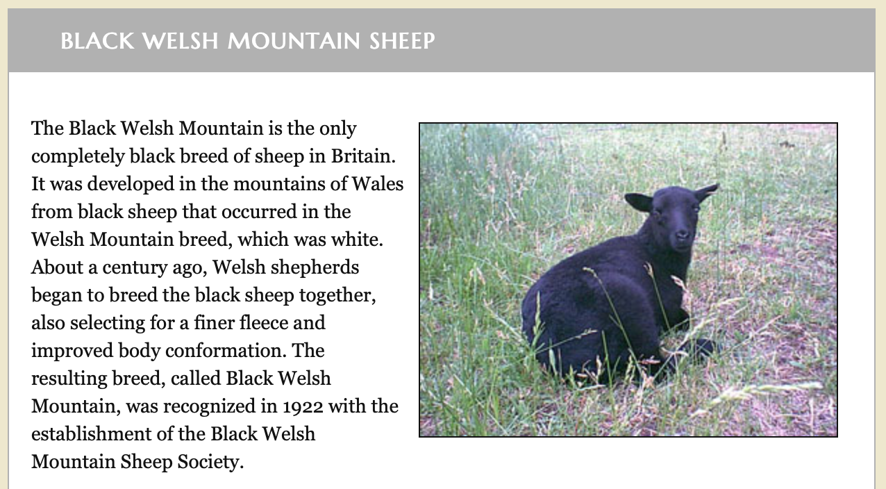 Black Welsh Mountain